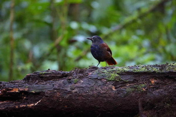 Brown kanatlı ıslık ardıç kuşu (Myophonus castaneus) Sumatra, Endonezya — Stok fotoğraf