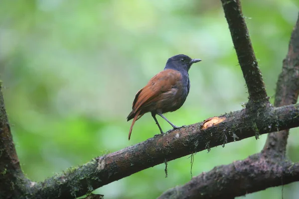 Tordo sibilante alato bruno (Myophonus castaneus) a Sumatra, Indonesia — Foto Stock