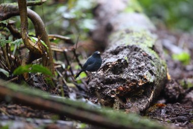 Sunda robin (Myiomela diana) Sumatra, Endonezya 