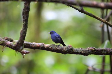 Sunda robin (Myiomela diana) Sumatra, Endonezya 