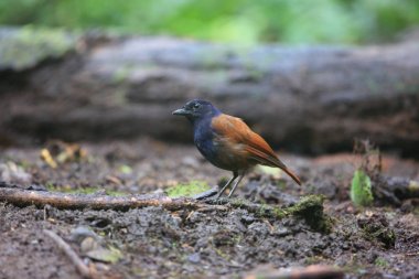 Brown kanatlı ıslık ardıç kuşu (Myophonus castaneus) Sumatra, Endonezya