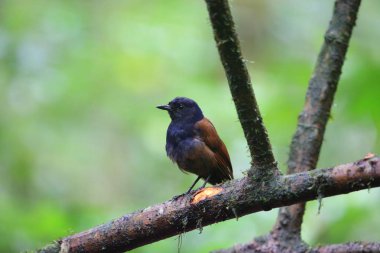 Brown kanatlı ıslık ardıç kuşu (Myophonus castaneus) Sumatra, Endonezya
