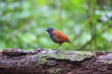 Brown kanatlı ıslık ardıç kuşu (Myophonus castaneus) Sumatra, Endonezya