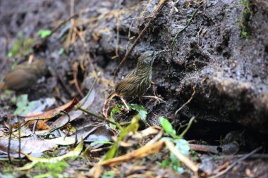 Sumatra, Endonezya Sumatra wren-yedikardeşi (Rimator albostriatus)