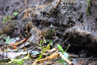 Sumatra, Endonezya Sumatra wren-yedikardeşi (Rimator albostriatus)
