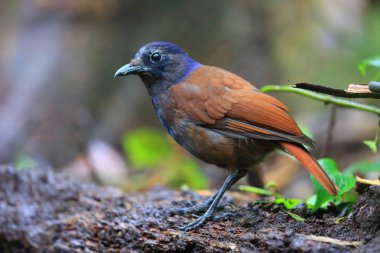 Brown kanatlı ıslık ardıç kuşu (Myophonus castaneus) Sumatra, Endonezya