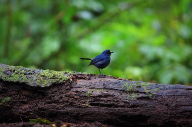 Sunda robin (Myiomela diana) Sumatra, Endonezya 