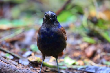 Brown kanatlı ıslık ardıç kuşu (Myophonus castaneus) Sumatra, Endonezya