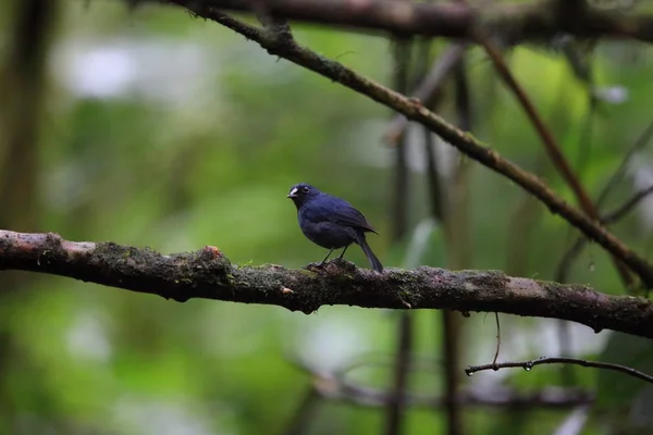Sunda robin (Myiomela diana) em Sumatra, Indonésia — Fotografia de Stock