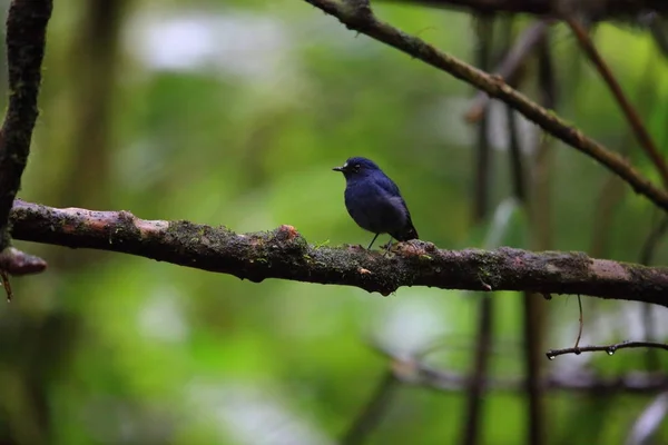 Sunda robin (Myiomela diana) à Sumatra, Indonésie — Photo