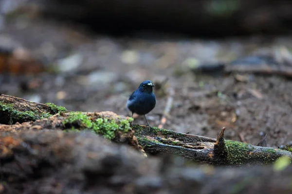 Sunda robin (Myiomela diana) v Sumatra, Indonésie — Stock fotografie