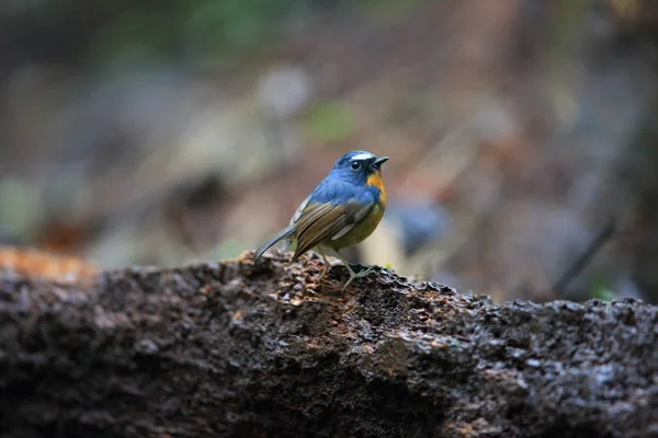 Apanhador de moscas (Ficedula hyperythra) macho em Sumatra, Indonésia — Fotografia de Stock