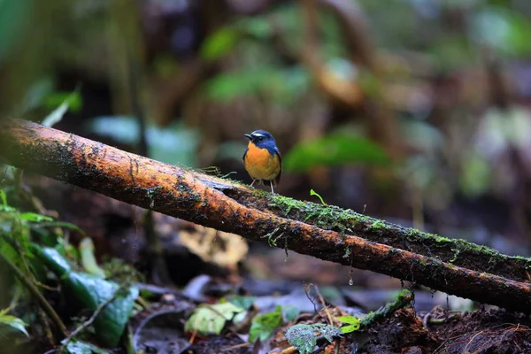 Snowy-browed flycatcher (Ficedula hyperythra) male in Sumatra, Indonesia — Stock Photo, Image