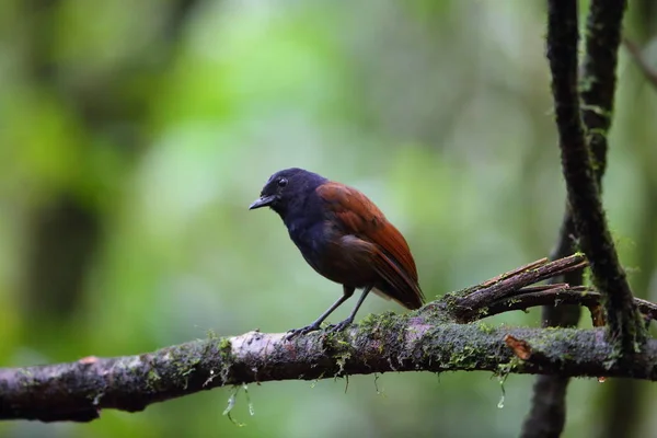 Brown kanatlı ıslık ardıç kuşu (Myophonus castaneus) Sumatra, Endonezya — Stok fotoğraf
