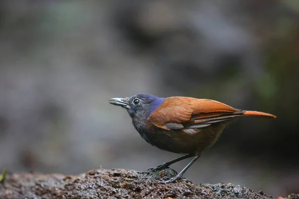 Brown-winged Drzewica pleśniawki (Myophonus castaneus) w Sumatra, Indonezja — Zdjęcie stockowe