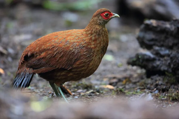 Salvadori의 꿩 (Lophura inornata) Mt.Kerinci,Sumatra,Indonesia 여성 — 스톡 사진