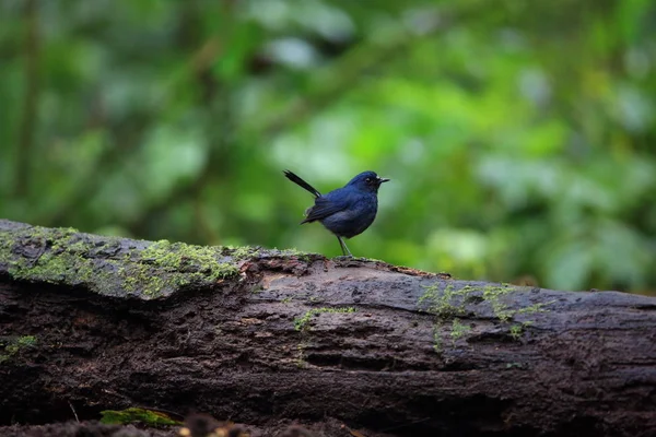 Sunda robin (Myiomela diana) in Sumatra, Indonesia — Stock Photo, Image