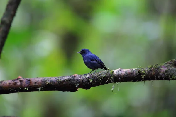 Sunda robin (Myiomela diana) in Sumatra, Indonesië — Stockfoto