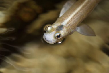 Dört - eyed balık (Anableps anableps) Amazon, Güney Amerika