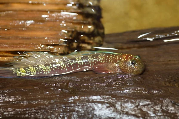 日本の空気を吸う魚 (ヨダレカケ tetradactyla) — ストック写真