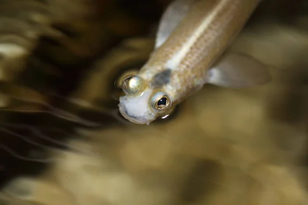 Vieräugiger Fisch (anableps anableps) im Amazonasgebiet, Südamerika — Stockfoto