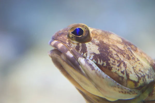 Penny jawfish (Opistognathus sp) in Japan — Stock Photo, Image