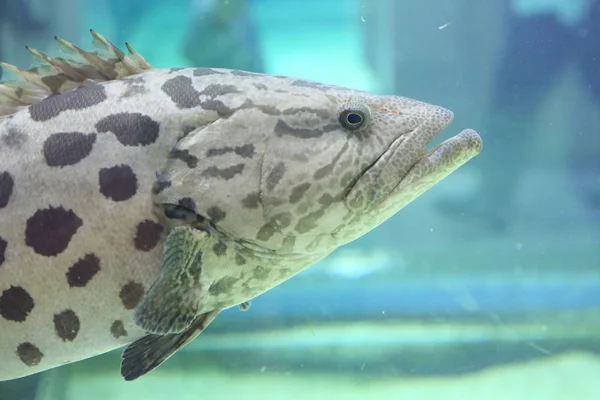 Bramborové kanic (Epinephelus tukula) v Japonsku — Stock fotografie