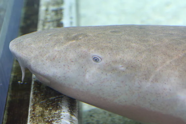 日本茶色鲨 （Nebrius 危险性） — 图库照片