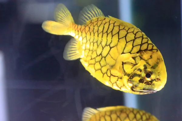 Japonya Süper balık (Monocentris japonica) — Stok fotoğraf