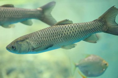 Japonya'da çim sazan (Ctenopharyngodon idellus)