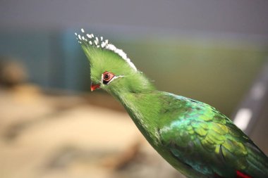 Afrika Livingstone'nın turaco (Tauraco livingstonii)