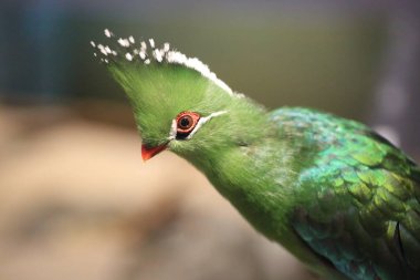 Afrika Livingstone'nın turaco (Tauraco livingstonii)