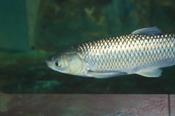 Grass carp (Ctenopharyngodon idellus) in Japan — Stock Photo, Image