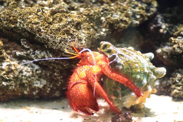 Crabe ermite à taches blanches (Dardanus megistos ) — Photo