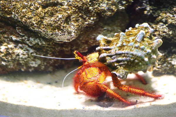 Crabe ermite à taches blanches (Dardanus megistos ) — Photo