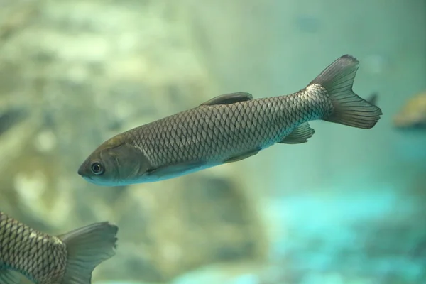 Amur (Ctenopharyngodon idellus) w Japonii — Zdjęcie stockowe