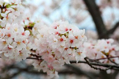 Somei-yoshino cherry blossom Japonya'da