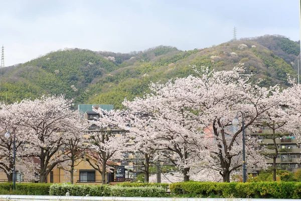 Somei-yoshino cherry blossom in Japan — Stock Photo, Image
