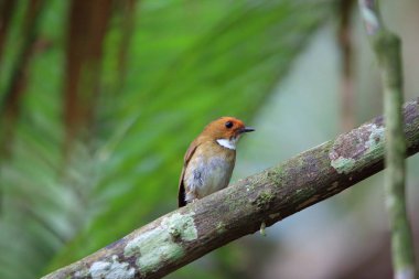 Sumatra, Endonezya pas kaşlı sinekkapan (Anthipes solitaris)