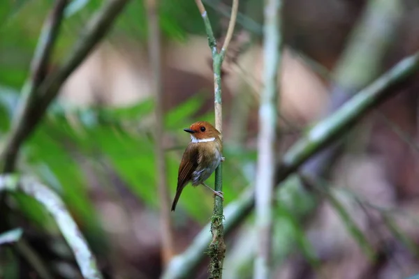 インドネシア、スマトラの舞い降りるまゆヒタキ (Anthipes solitaris) — ストック写真