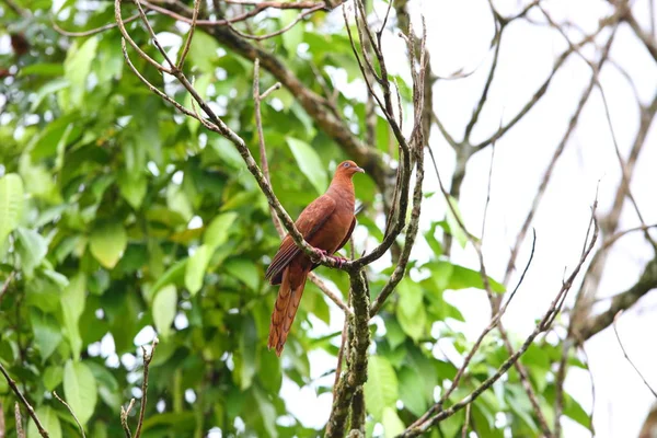 Barusan Cuckoo-Dove (Macropygia modiglianii) en Simeulue Island, Sumatra occidental, Indonesia — Foto de Stock