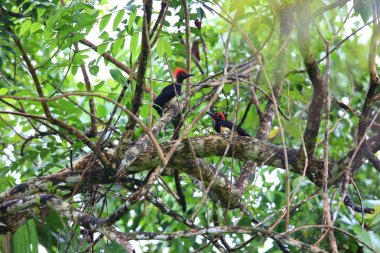 Beyaz karınlı ağaçkakan 