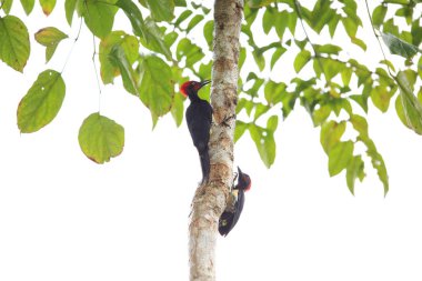 White-bellied woodpecker  clipart
