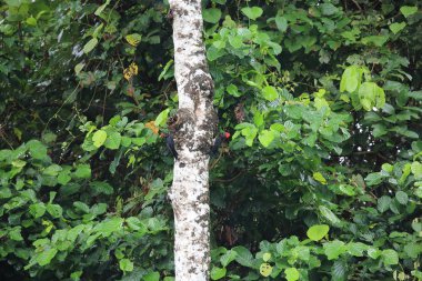 AK karınlı ağaçkakan (Dryocopus javensis parvus) Simeulue Island, Batı Sumatra, Endonezya
