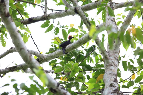 Pájaro Carpintero Vientre Blanco Dryocopus Javensis Parvus Simeulue Island Indonesia — Foto de Stock