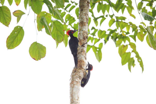 White-bellied woodpecker 