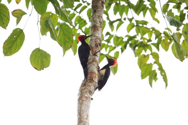 White-bellied woodpecker (Dryocopus javensis parvus) in Simeulue Island, western Sumatra, Indonesia — Stock Photo, Image