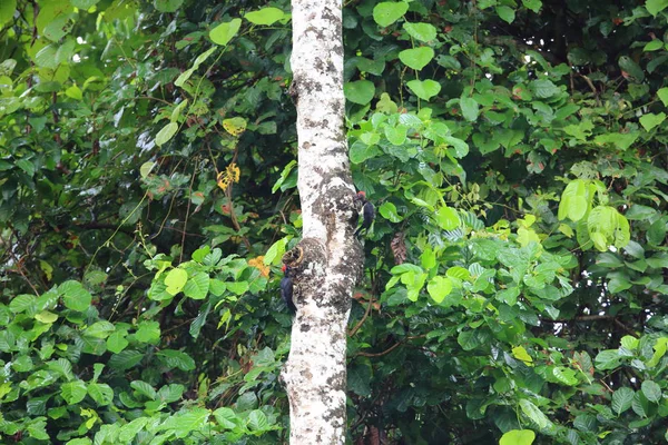 Beyaz Göbekli Ağaçkakan (Dryocopus javensis parvus) Simeulue Adası, Endonezya