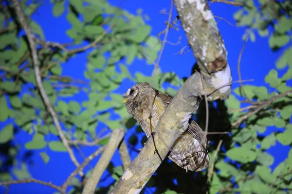 Búho africano de madera (Strix woodfordii) en Zambia — Foto de Stock