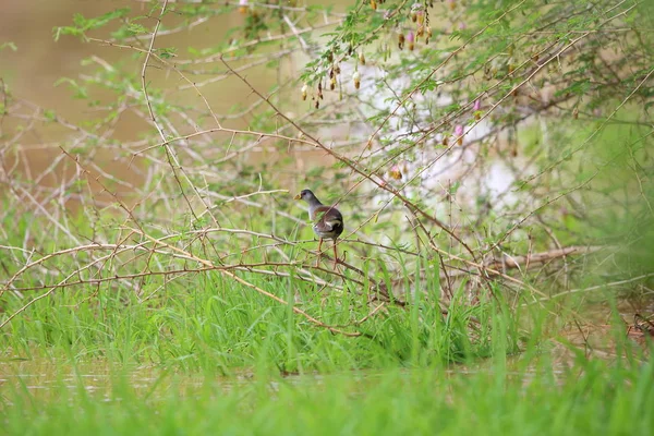 在赞比亚的小雅雷鸟 （Paragallinula 木） — 图库照片